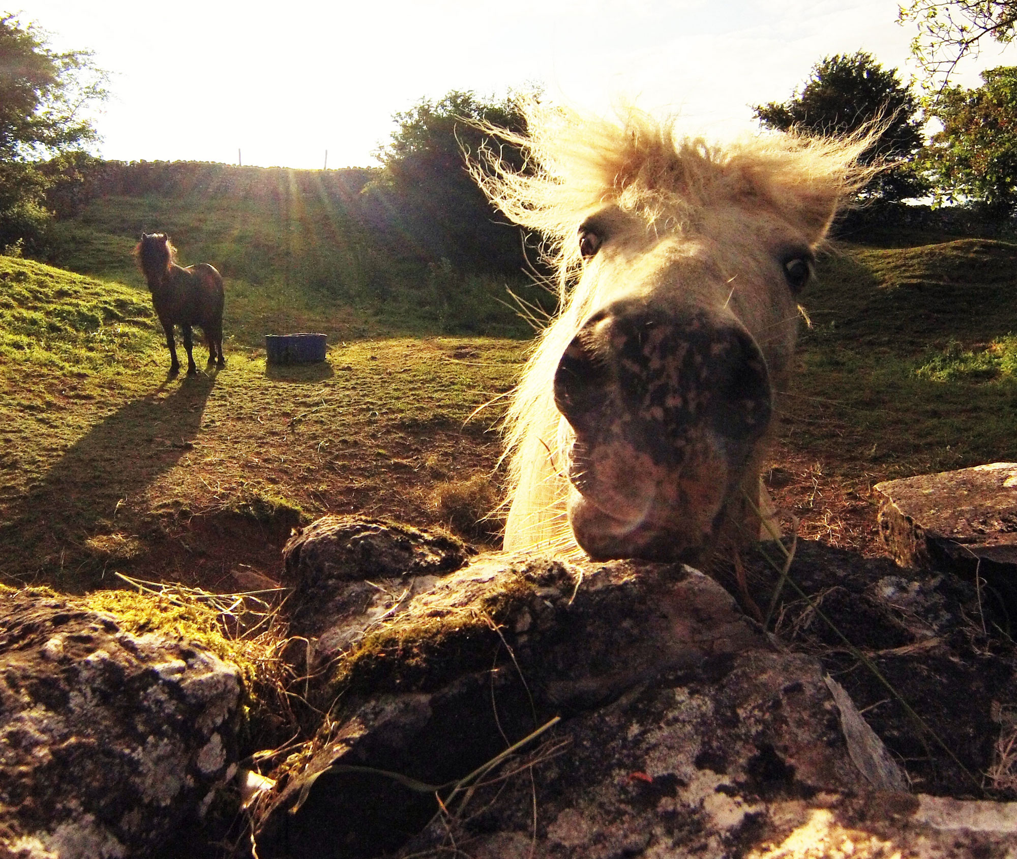 Always clowning around. Pony in the background is tired of his showing off