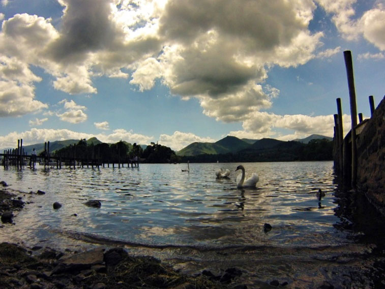 Swans on the lake