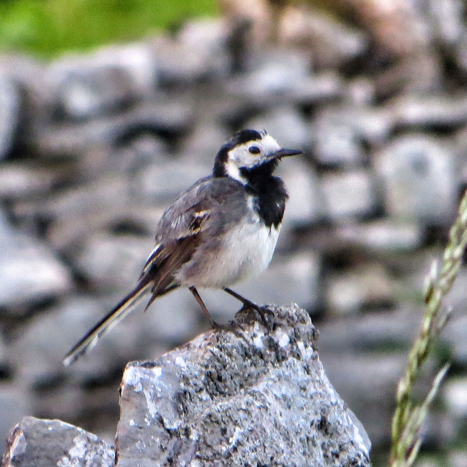 A cheeky wagtail captured on Waitby's wall