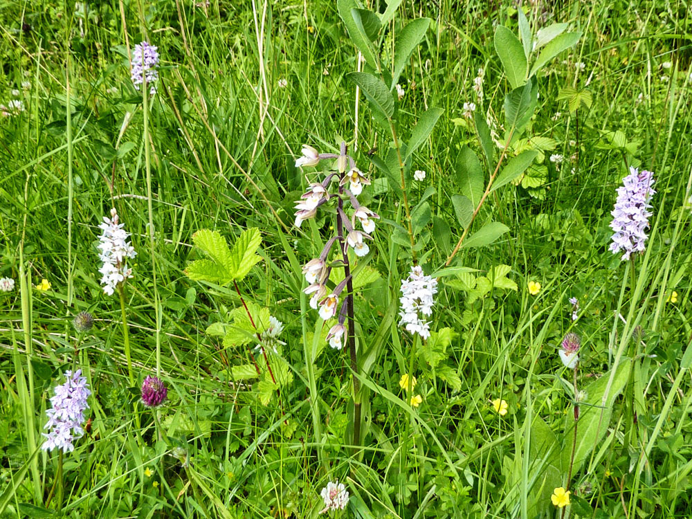 Orchids at Waitby Greenriggs