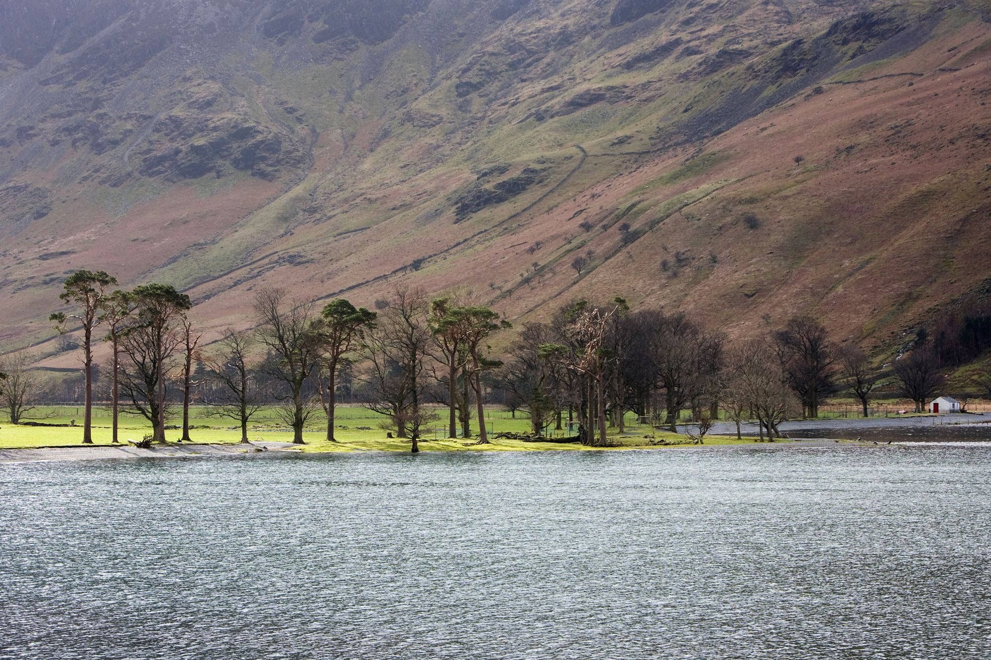 Trees at Buttermere
