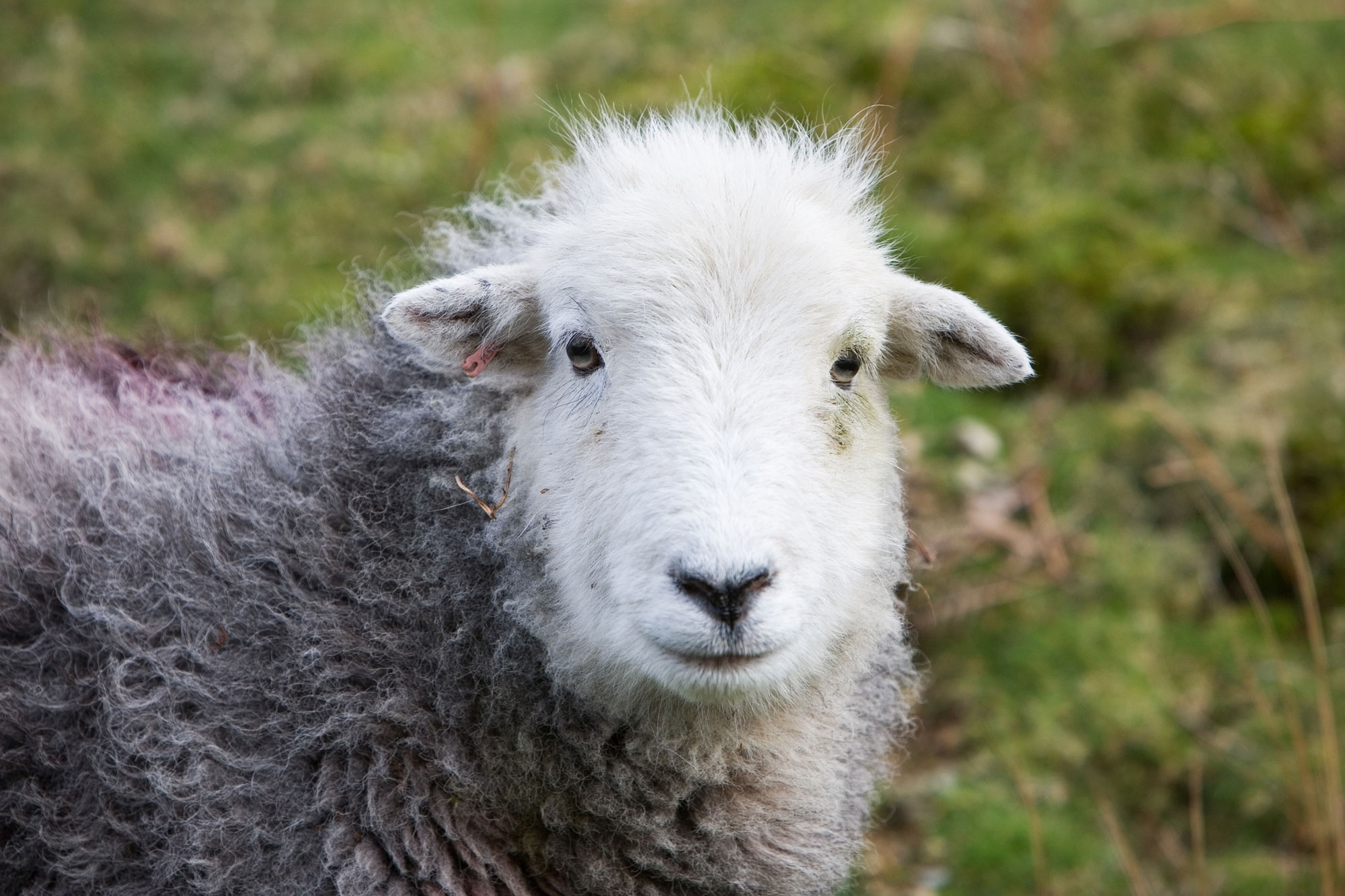 Well, hello there Herdy!