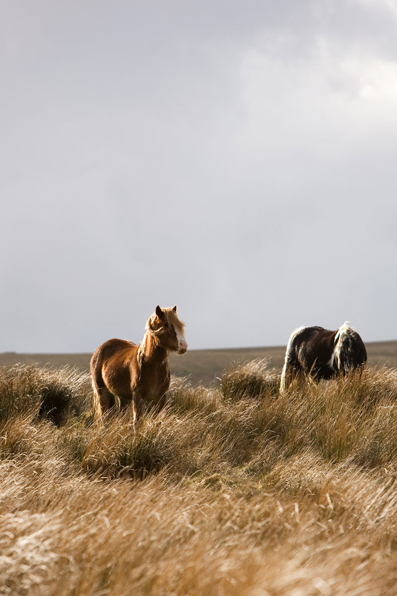 Horses grazing, posing for the camera