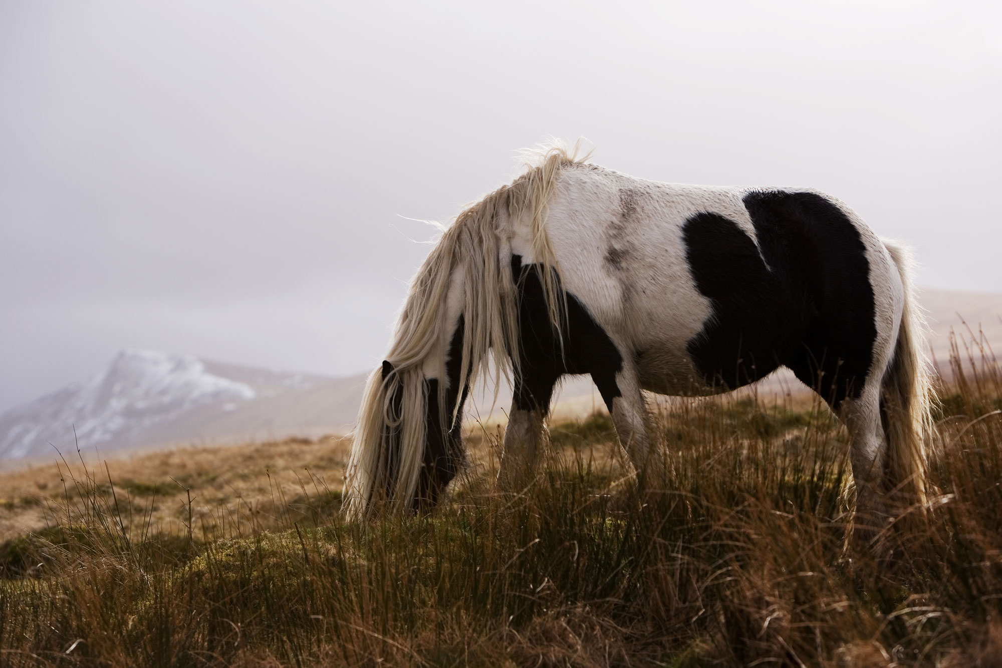 Horse seen on the Yorkshire Dales