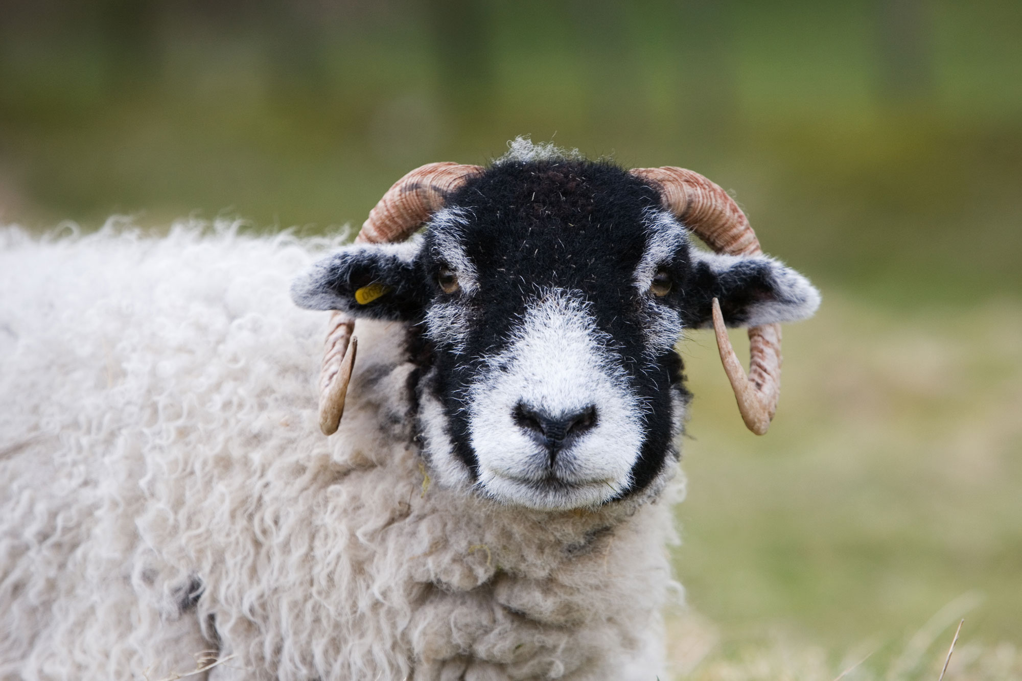 An inquisitive Swaledale