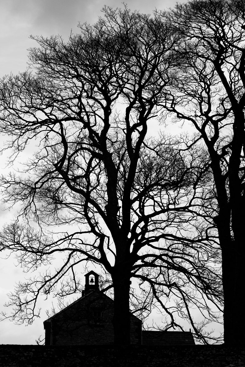 The magnificent trees guarding the schoolhouse