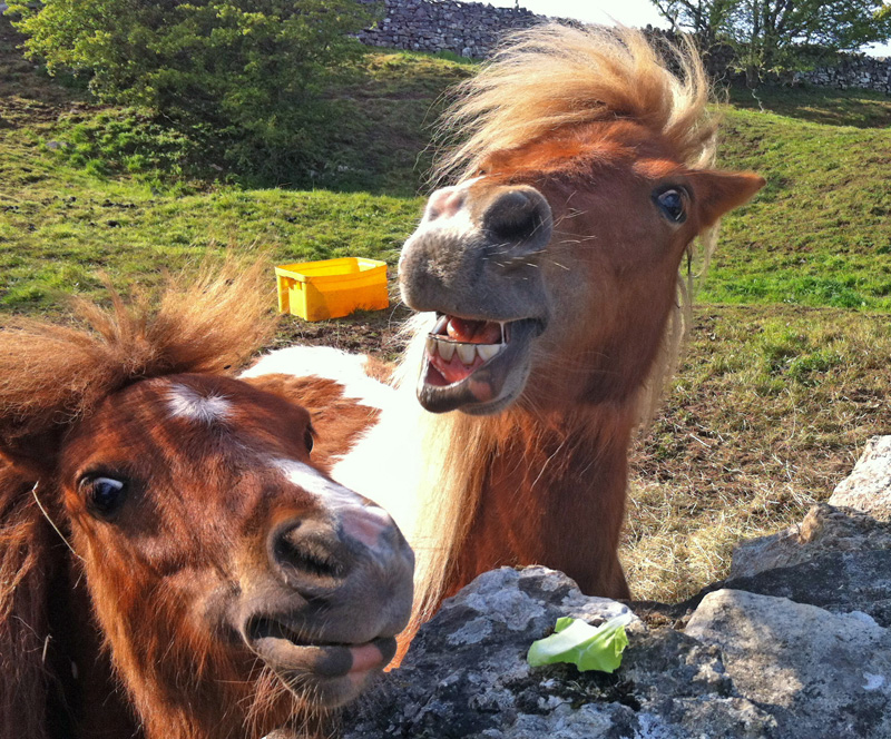 Here's the cheeky ponies again!
