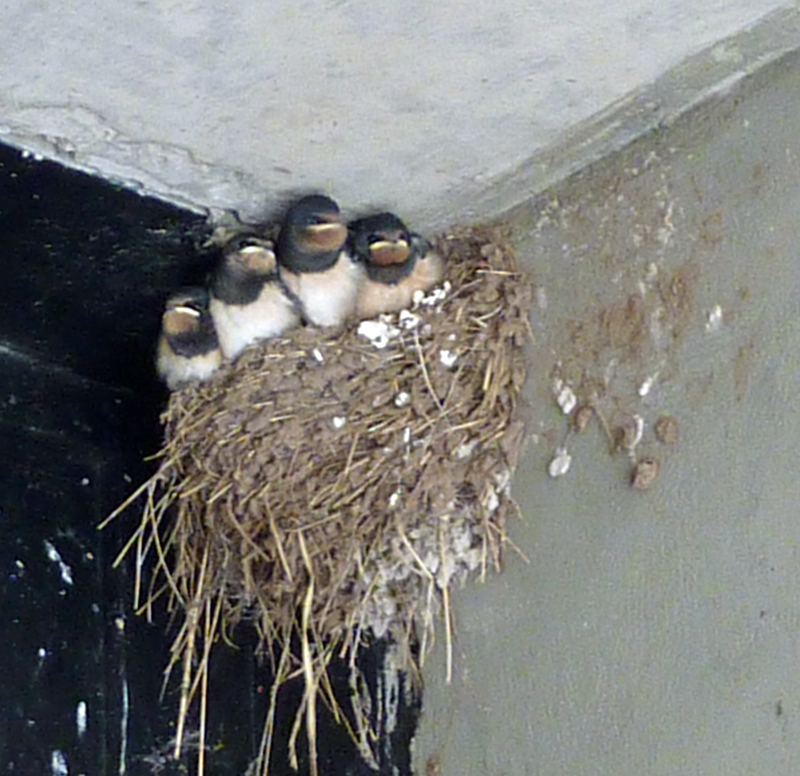 Swallows' nest at Rheged