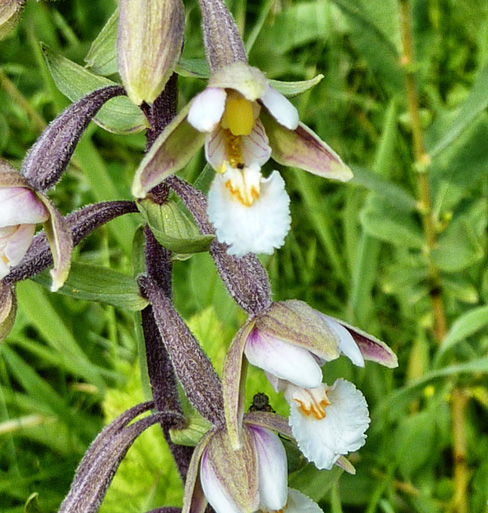 Orchids on a walk around Waitby Greenriggs