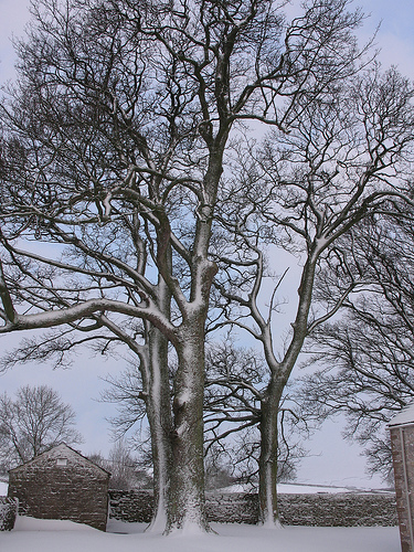No apologies for more tree pictures, just look at them!