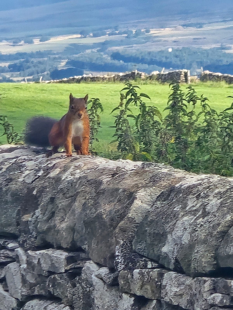 Look who we saw posing on our garden wall!