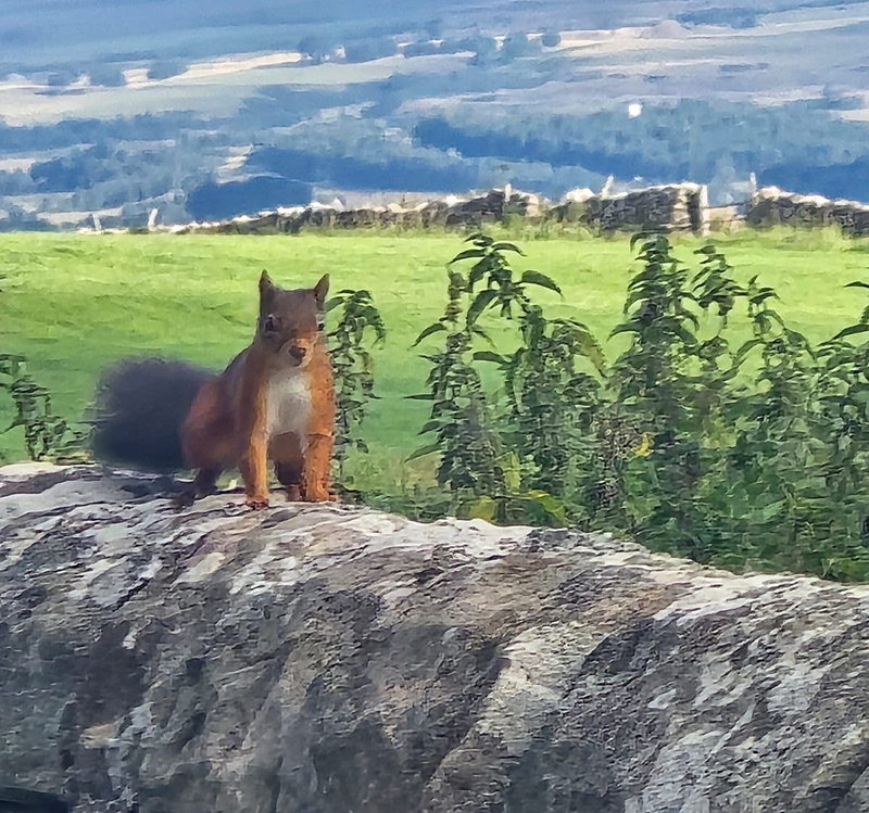 squirrelfriend