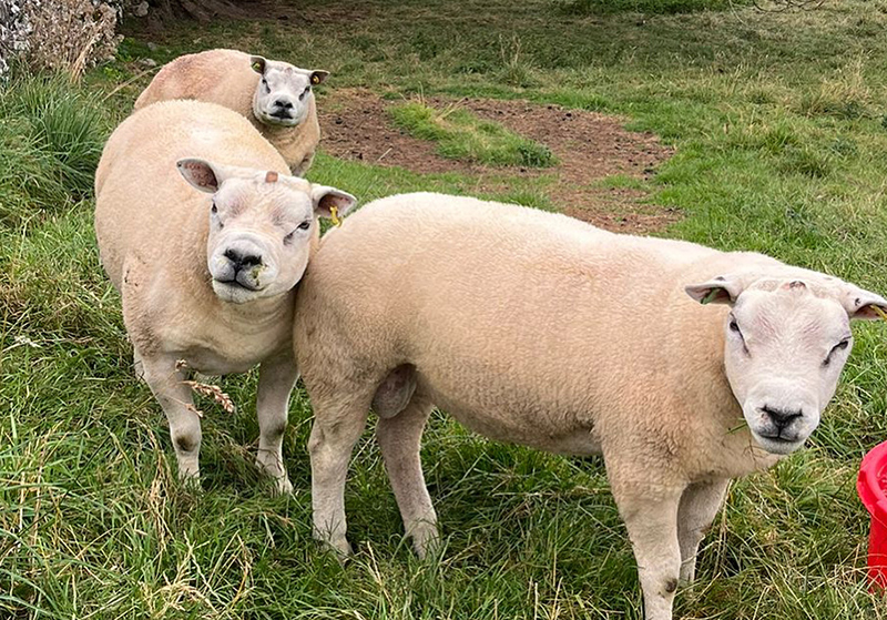 rams