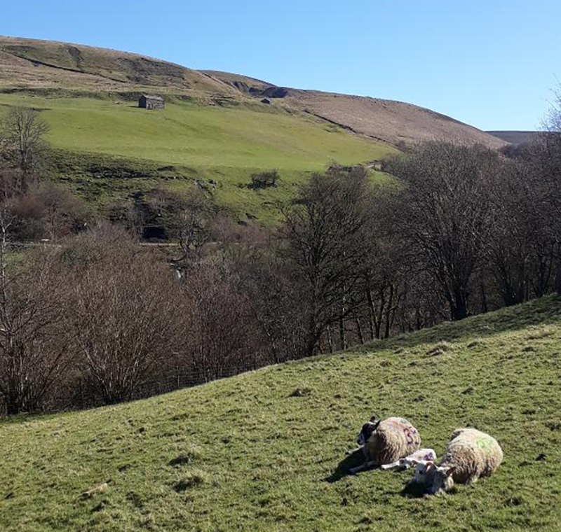lambs